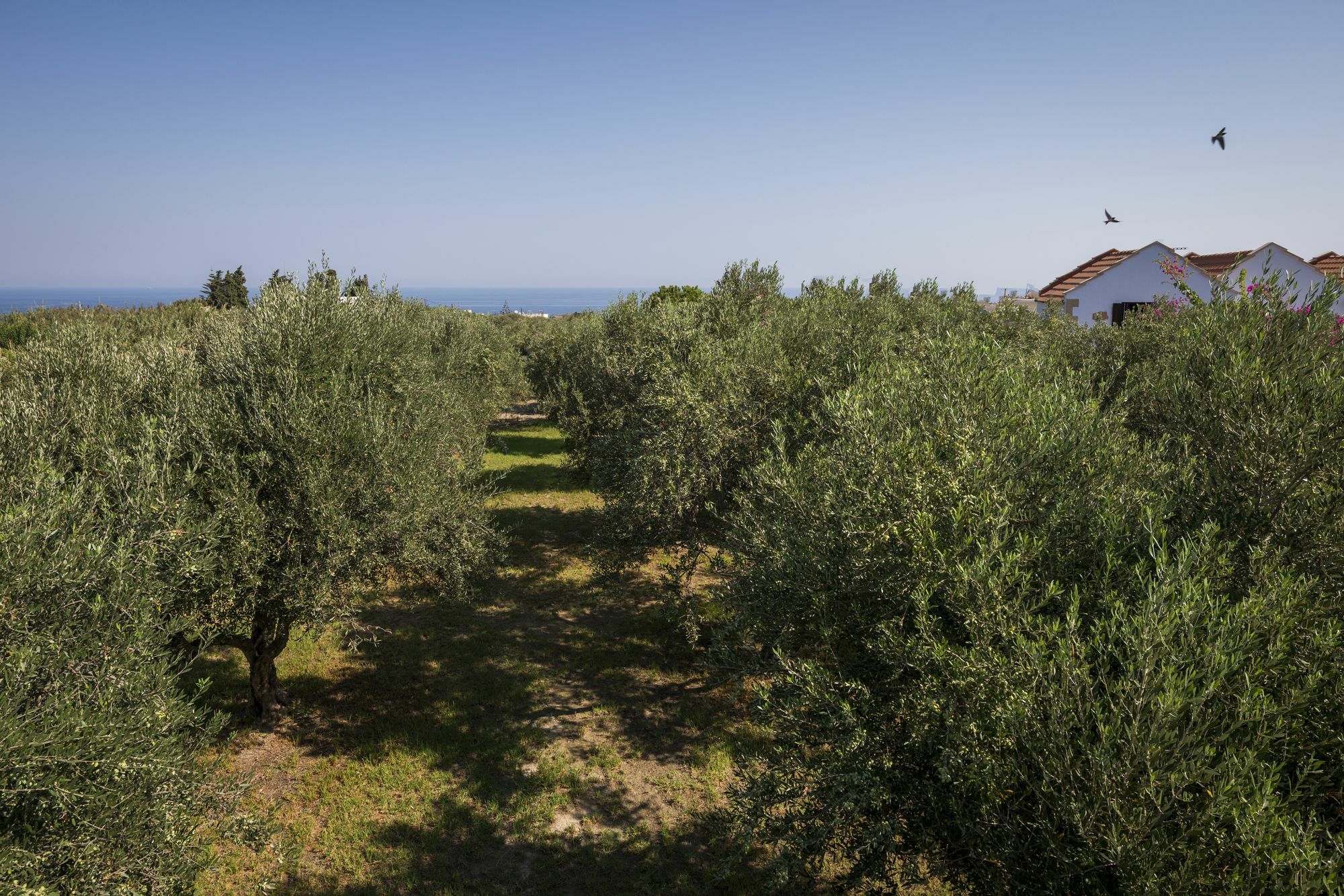 Orionas Village Kato Daratso Exteriér fotografie